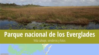 Parque nacional de los Everglades – guía, tiempo y fotos